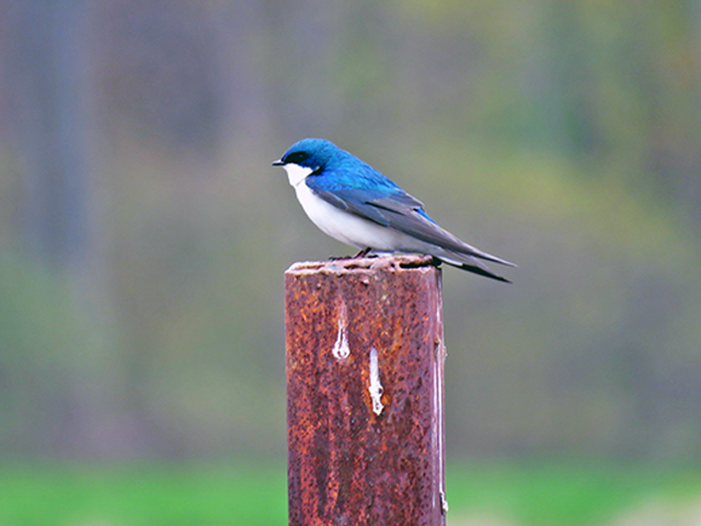Tree Swallow Photo by Alan Lenk